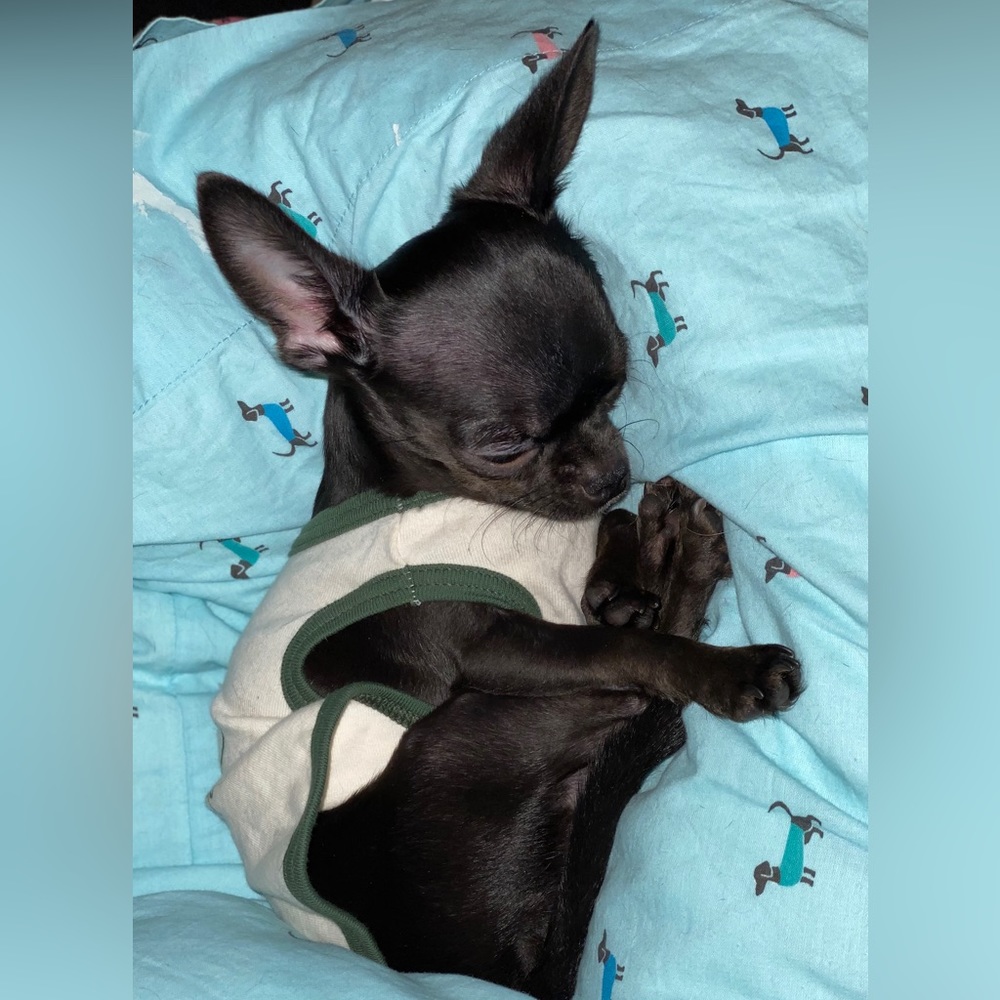 Meet your Posher, Mia - Picture 5 of 16